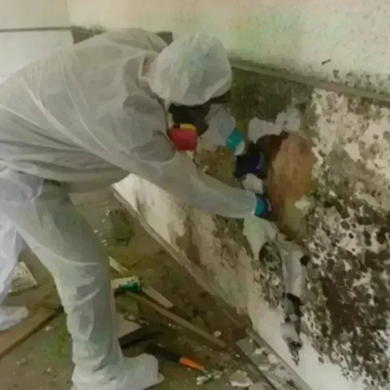 Mold Remediation and Removal in York, PA